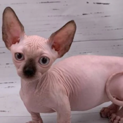 Onyx Bambino male - Image 3
