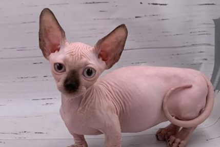 Onyx Bambino male - Image 3