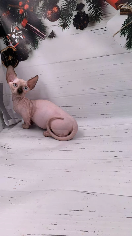 Onyx Bambino male - Image 4