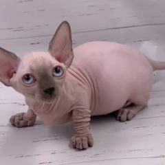 Nova, 12-week-old female Bambino kitten with blue pointed coat and blue eyes, playful and affectionate