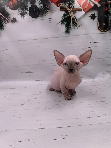 Nova Bambino female - Image 3