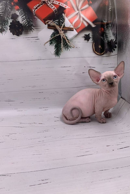 Nova Bambino female - Image 4