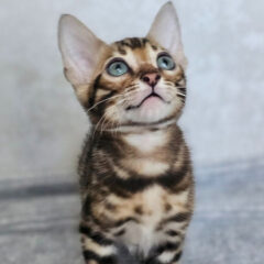 Titan, 12-week-old male Bengal kitten with black gold spotted coat, energetic and affectionate