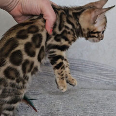 Titan Bengal male kitten - Image 2