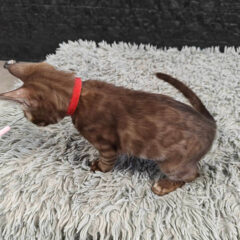 Zara Bengal female kitten - Image 5
