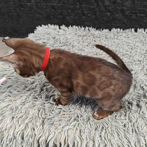 Zara Bengal female kitten - Image 5