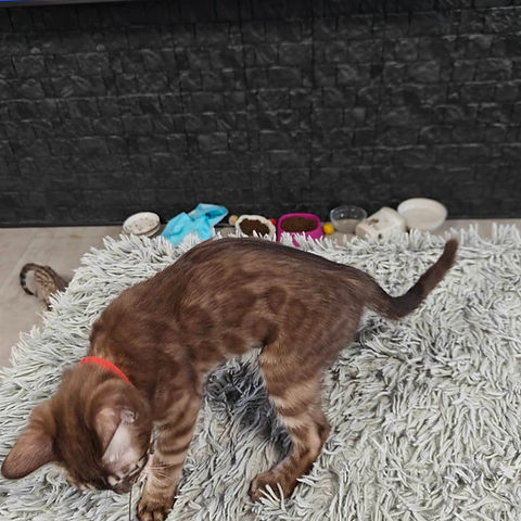 Zara Bengal female kitten - Image 4