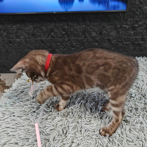 Zara Bengal female kitten - Image 3