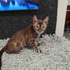 Zara Bengal female kitten - Image 2