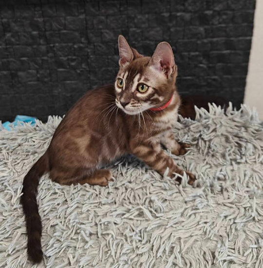 Zara, 12-week-old female Bengal kitten with charcoal sepia spotted coat, playful and energetic