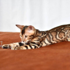 Cairo, 12-week-old male Bengal kitten with black gold spotted coat, playful and energetic