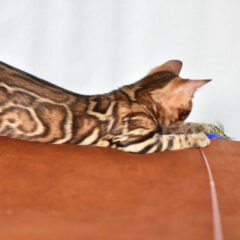 Cairo Bengal male kitten - Image 2