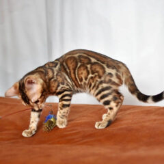 Cairo Bengal male kitten - Image 3