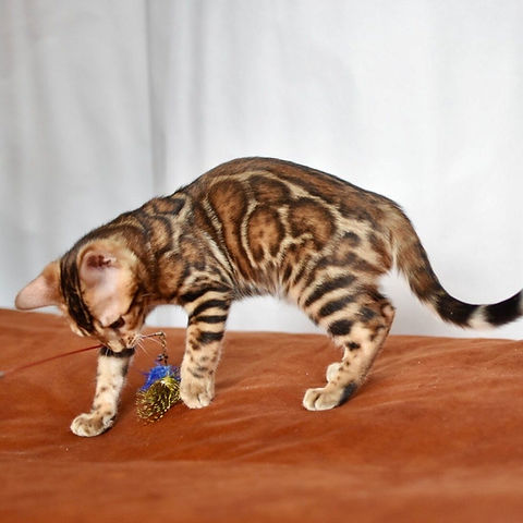 Cairo Bengal male kitten - Image 3