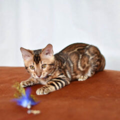 Cairo Bengal male kitten - Image 4