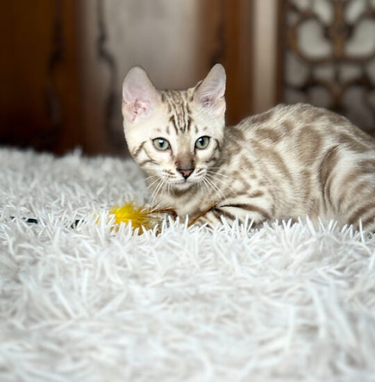 Koda, 12-week-old male Bengal kitten with seal spotted tabby mink coat, playful and affectionate