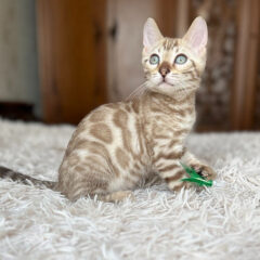 Koda Bengal male kitten - Image 2