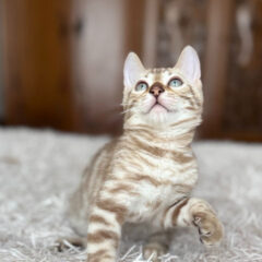 Koda Bengal male kitten - Image 3