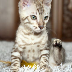 Koda Bengal male kitten - Image 4