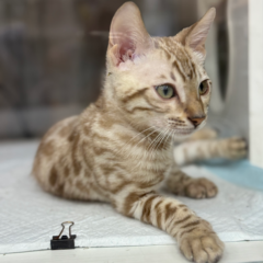 Koda Bengal male kitten - Image 7