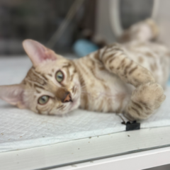 Koda Bengal male kitten - Image 8