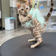 Koda Bengal male kitten - Image 5