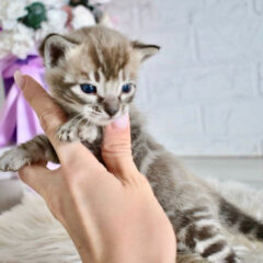 Shadow, 14-week-old male Bengal kitten with seal sepia charcoal spotted tabby coat, energetic and playful