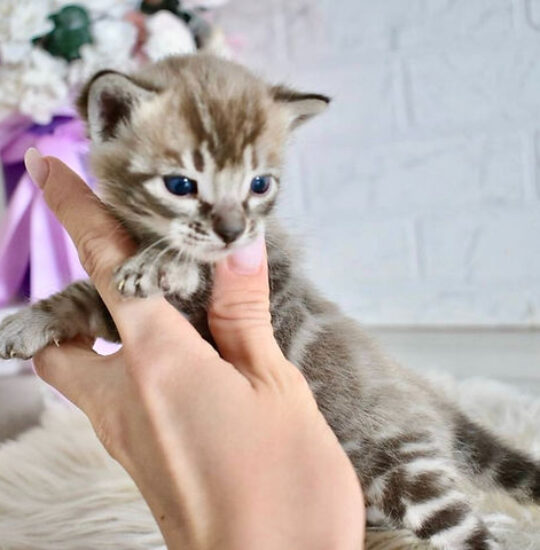 Shadow, 14-week-old male Bengal kitten with seal sepia charcoal spotted tabby coat, energetic and playful
