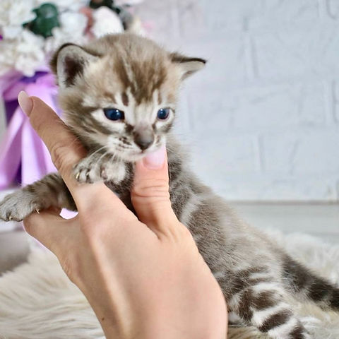 Shadow Bengal male kitten