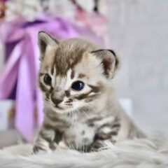 Shadow Bengal male kitten - Image 2