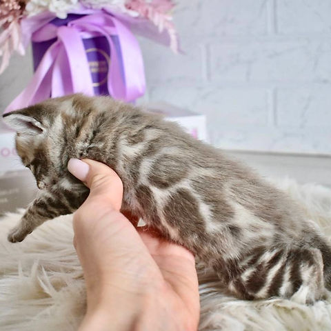 Shadow Bengal male kitten - Image 3