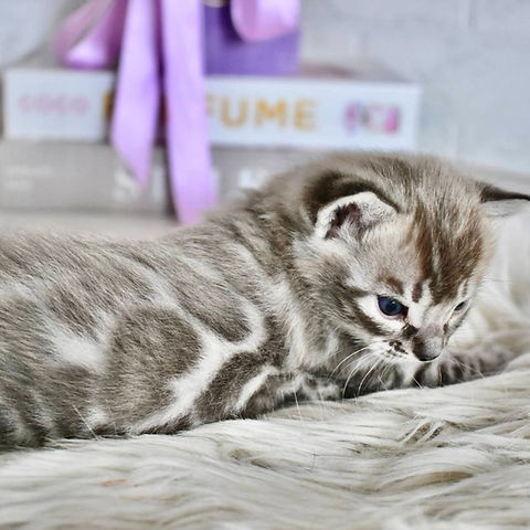 Shadow Bengal male kitten - Image 4