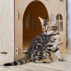 Amara, 14-week-old female Bengal kitten with black gold spotted coat, playful and affectionate