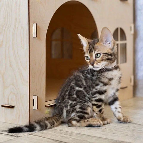 Amara Bengal female kitten