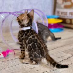 Amara Bengal female kitten - Image 2