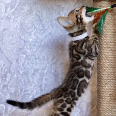 Amara Bengal female kitten - Image 3