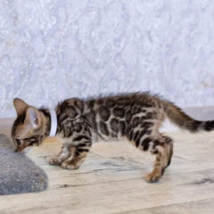 Amara Bengal female kitten - Image 4