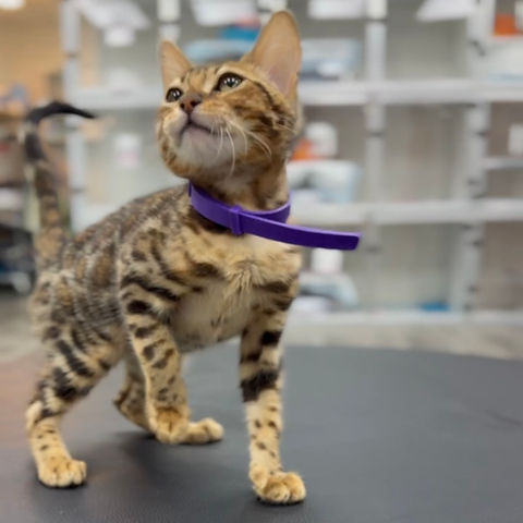 Amara Bengal female kitten - Image 5