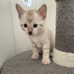 Apollo, 14-week-old male Bengal kitten with black gold spotted coat, energetic and playful
