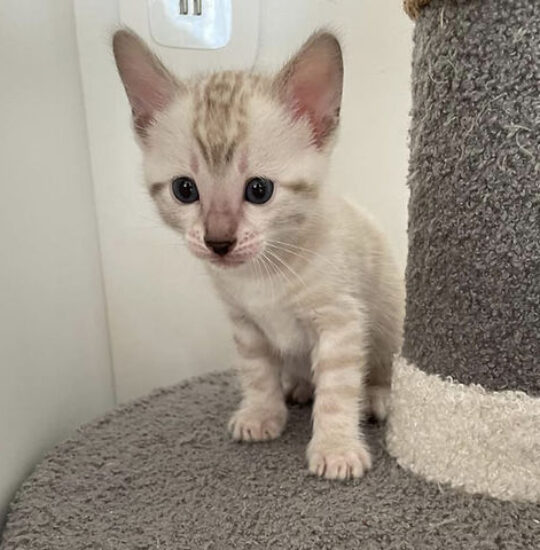 Apollo, 14-week-old male Bengal kitten with black gold spotted coat, energetic and playful