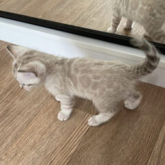 Nyla Bengal female kitten - Image 2