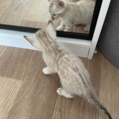 Nyla Bengal female kitten - Image 3