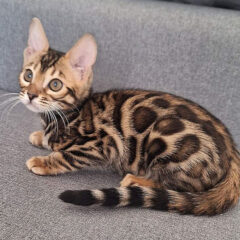 Sienna Bengal female kitten - Image 2