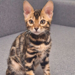 Sienna, 14-week-old female Bengal kitten with brown spotted tabby coat, playful and affectionate