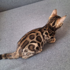 Sienna Bengal female kitten - Image 3