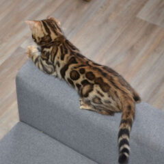 Sienna Bengal female kitten - Image 4