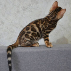 Sienna Bengal female kitten - Image 5