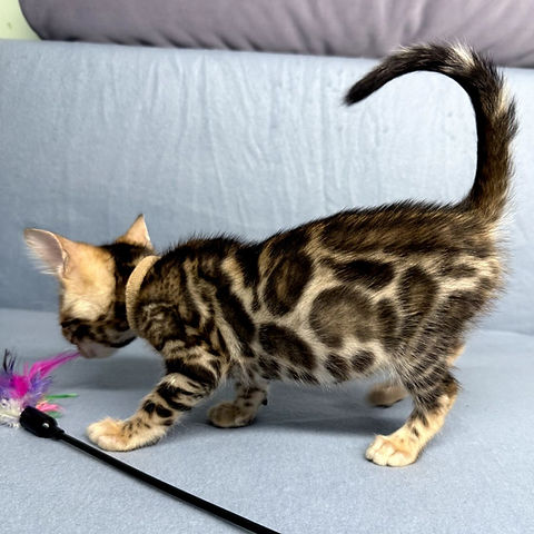Apollo Bengal male kitten - Image 6