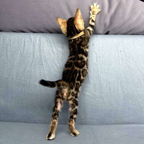Apollo Bengal male kitten - Image 5