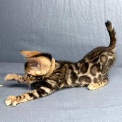Apollo Bengal male kitten - Image 4